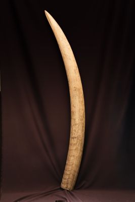 une défense d'éléphant est exposée à côté d'une bouteille de bière