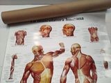 a picture of a poster of muscles on a roll of paper