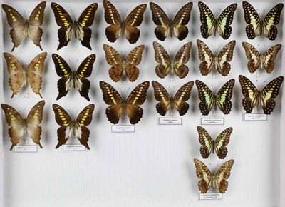 de nombreux papillons exposés dans une boîte blanche