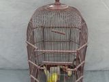 un oiseau en cage posé par terre