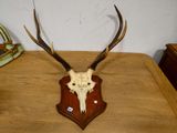 une tête de cerf fixée sur une table en bois