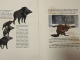 a picture of a book with illustrations of animals in it