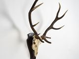deer skull mounted on a wall with antlers on it ' s back