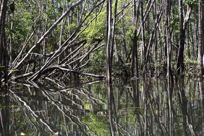 Les arbres se reflètent dans l'eau d'un marécage en plein milieu de la journée