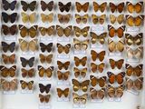 de nombreux types de papillons différents présentés dans une vitrine