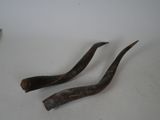 two long horns that are sitting on a table