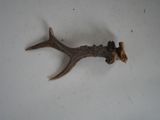 a deer antler that is laying on a table
