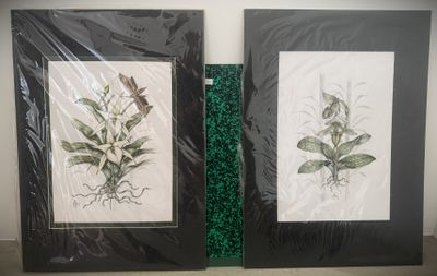 two framed pictures of plants on display on the wall