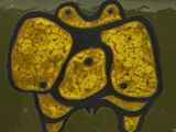 a yellow and black tile with a picture of a frog
