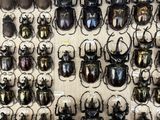 a lot of beetles that are on display in a display case