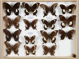de nombreux papillons disposés dans un cadre en bois