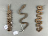 Trois espèces différentes de serpents sont présentées sur une table