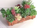 a wooden box filled with assorted succulents on a table