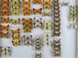 de nombreux types de papillons différents présentés dans une vitrine