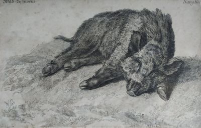 un dessin représentant un sanglier couché par terre