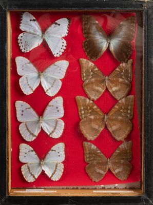 an image of a display of butterflies in a wooden frame