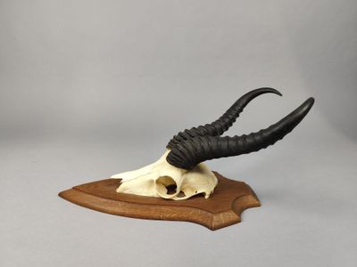 crâne de taureau avec des cornes, sur une plaque en bois, sur fond gris