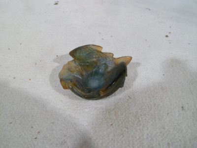 un petit coquillage posé sur le sable de la plage