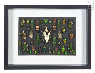 a framed picture of a collection of beetles in a black frame