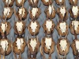 de nombreuses têtes de cerfs factices exposées sur une table