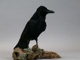 a black bird that is sitting on top of a piece of wood