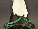 a white bird sitting on top of a black hat