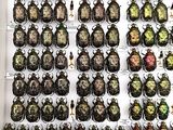 many beetles on display in a display case