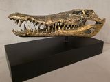 une image représentant un crâne de crocodile en or posé sur un socle noir