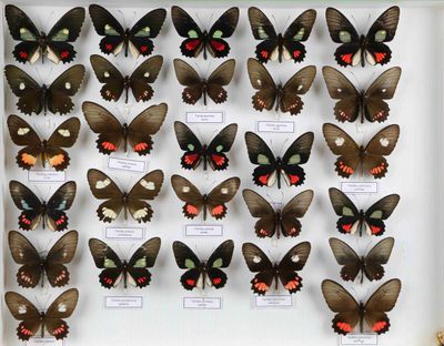 de nombreux papillons exposés dans une vitrine