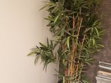 a potted plant in the corner of a room