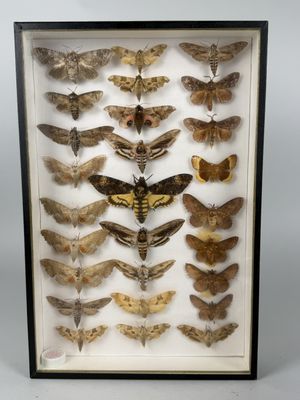 a framed display of moths in a shadow box