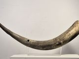 an elephant ' s tusk on display in a museum