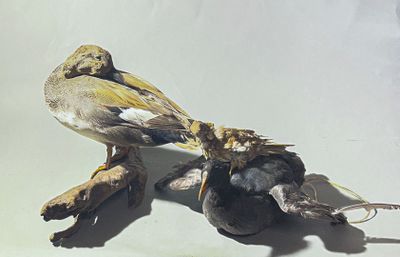 un oiseau perché sur une chaussure, tenant un oiseau mort dans son bec