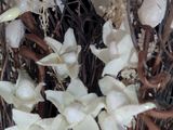 many white flowers in a vase on the table