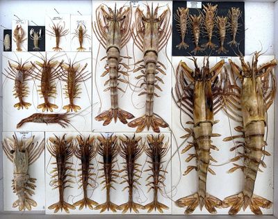 many different types of lobsters displayed in a display case