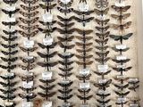 a large display of insects and moths in a white box