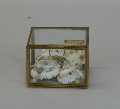 a glass box with shells inside of it on a table