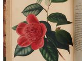 un livre ouvert sur lequel figure l'image d'une fleur