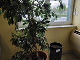 une plante en pot posée devant une fenêtre dans une salle de bains