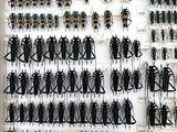 a lot of bugs that are hanging on the wall