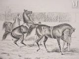 a drawing of two horses and a man on a horse