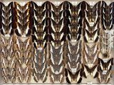 many different types of feathers on display in a display case