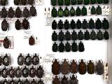 a lot of beetles that are on display on the wall