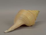 a large shell that is sitting on a table