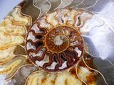 an image of a plate of food that looks like a nautish