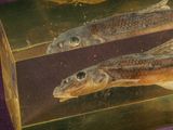 two fish that are sitting in a box on a table