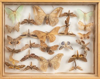 une photo d'une collection de papillons de nuit présentée dans un cadre en bois