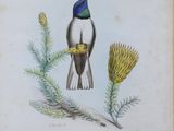 a bird that is sitting on a branch of a plant