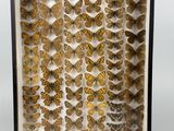a display case with a lot of butterflies in it
