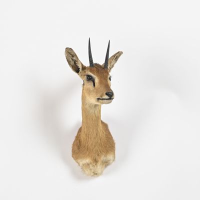 une tête de cerf accrochée au mur sur fond blanc